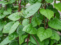 Alugbati herb plant with red stems and healthy green leaves in a home garden.