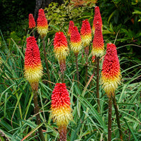 Red Yellow Kniphofia Flower seeds for Planting Low Maintenance Heirloom & GMO Free Seeds for Home Garden
 
 Sale