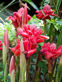 Torch Ginger Flower seeds for Planting Fragrant Blossoms Heirloom & GMO Free Seeds for Home Garden 
 
 Sale
