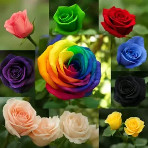 100 Pcs