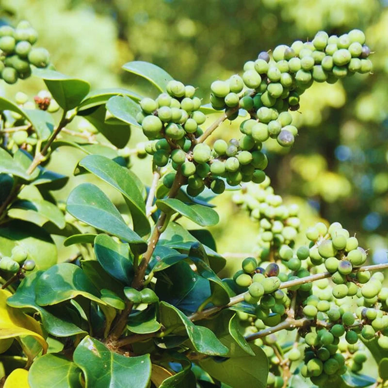 Commiphora wightii evergreen tree growing in a sunny garden.