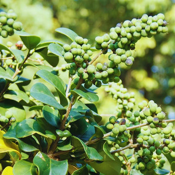 Commiphora wightii evergreen tree growing in a sunny garden.