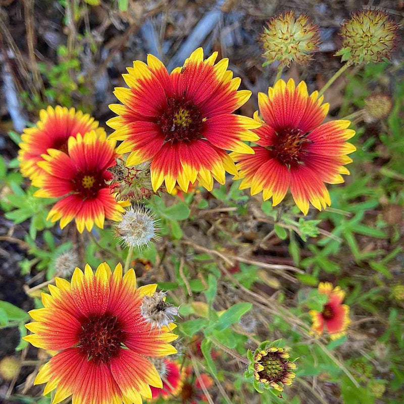Red Aristata Flower seeds for Planting - Garden Favorite, Heirloom & GMO Free Seeds for Home Garden
 
 Sale for planting in home garden