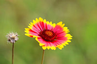 Gaillardia Flower seeds for Planting Compact Growth Heirloom & GMO Free Seeds for Home Garden