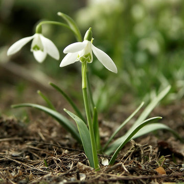Galanthus Flower seeds for Planting - Compact Growth, Heirloom & GMO Free Seeds for Home Garden
