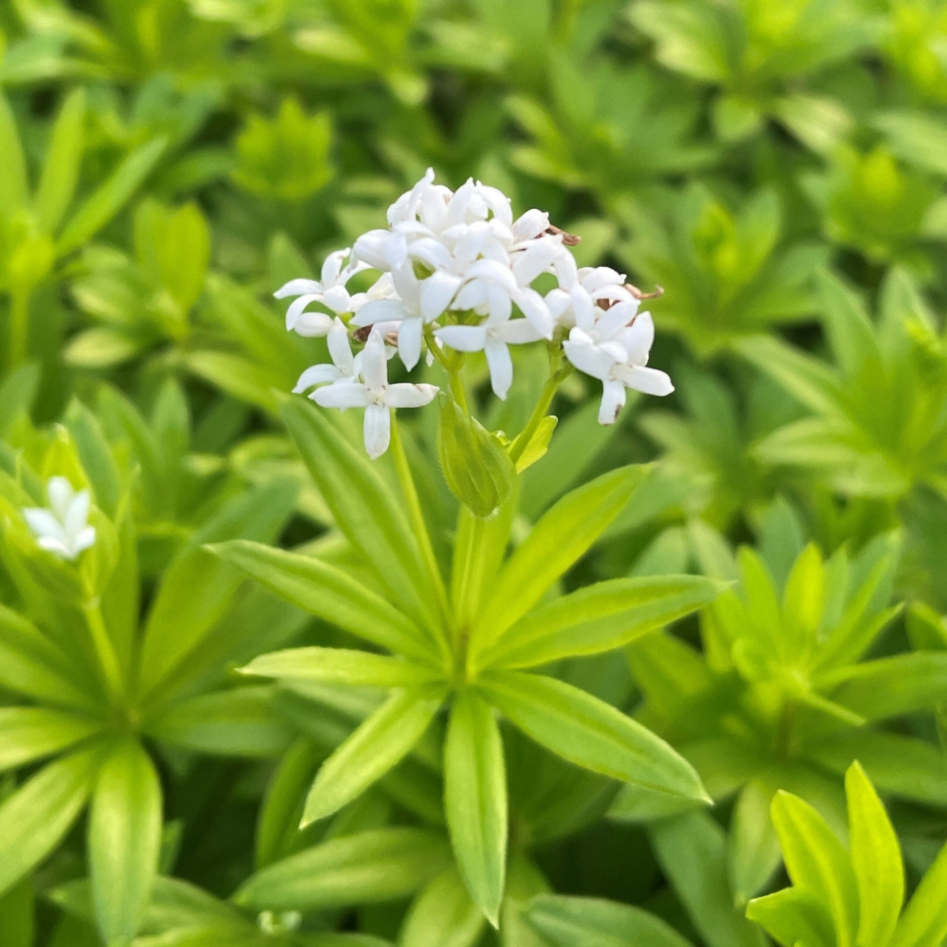 Shade-loving Sweet Woodruff perennial growing in a woodland garden.