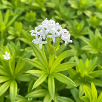 Shade-loving Sweet Woodruff perennial growing in a woodland garden.