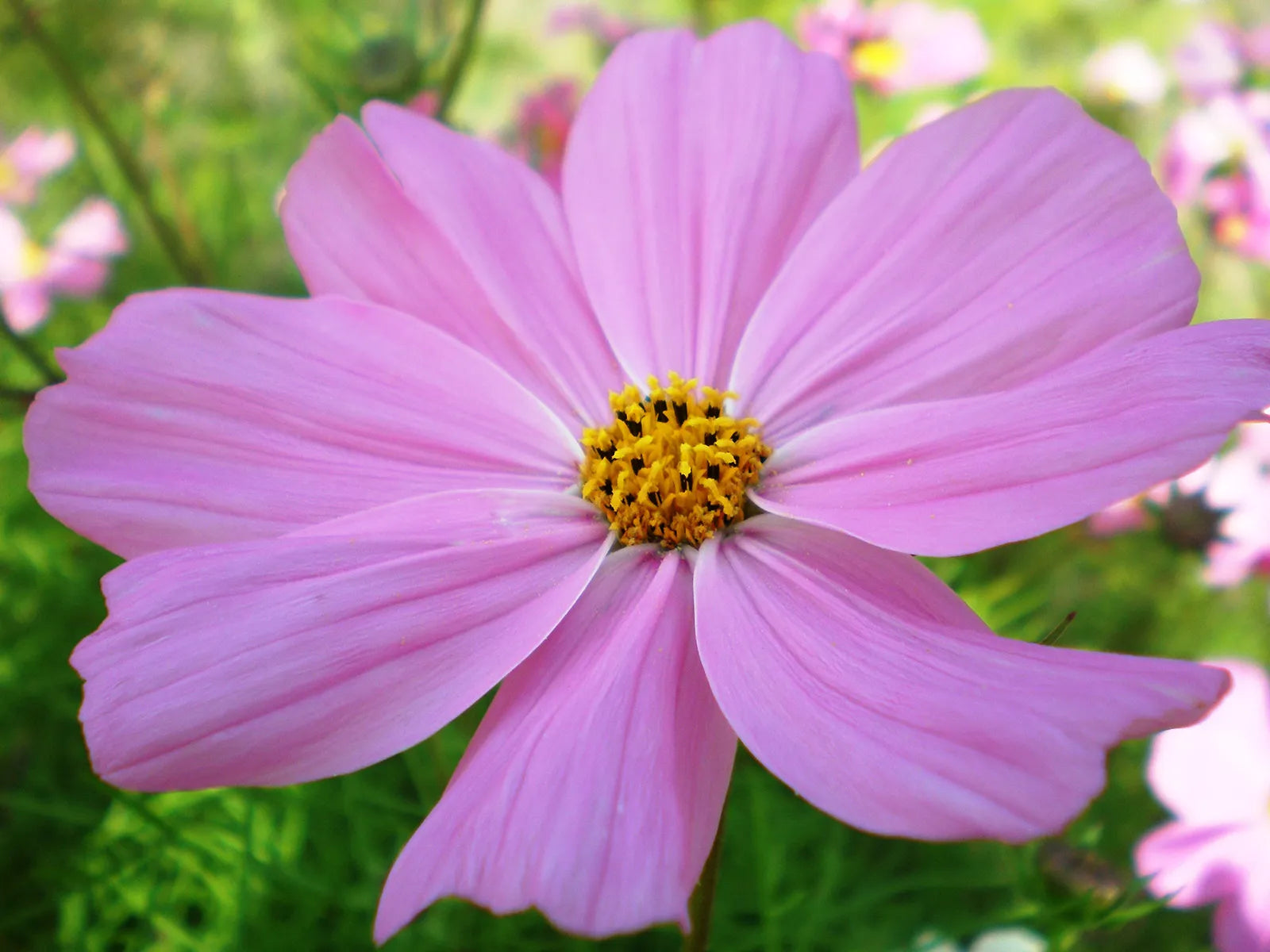 Pink Dwarf Cosmos flower seeds for planting in home gardens and containers.