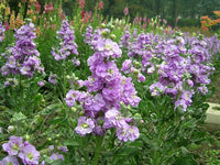 Violet Matthiola Flower seeds for Planting - Sun Loving, Heirloom & GMO Free Seeds for Home Garden