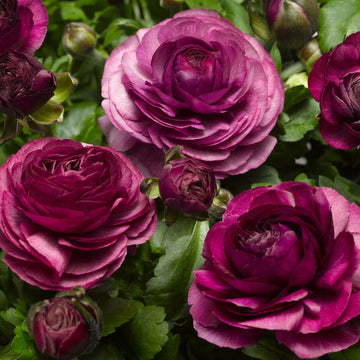 Royal purple Tecolote Ranunculus flowers growing in a garden