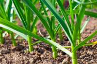 Heirloom Softneck garlic bulbs for raised beds and container gardening.