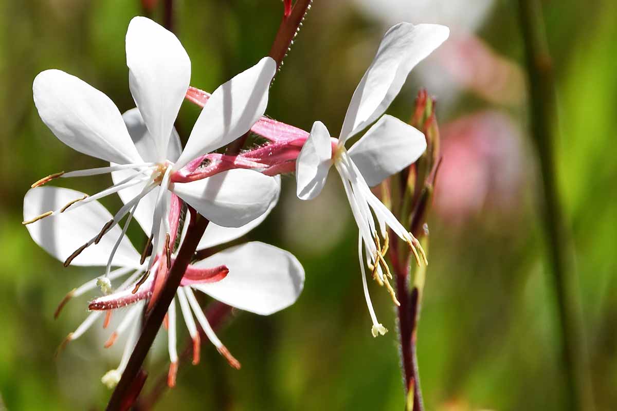 White Gaura flowering seeds for gardens