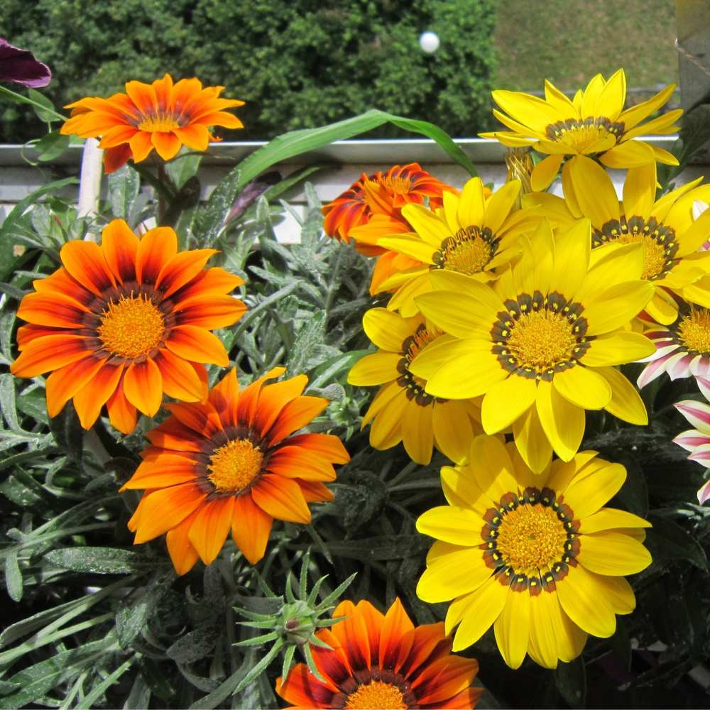 Mix Gazania Flower seeds for Planting Perfect for Borders Heirloom & GMO Free Seeds for Home Garden
 
 Sale