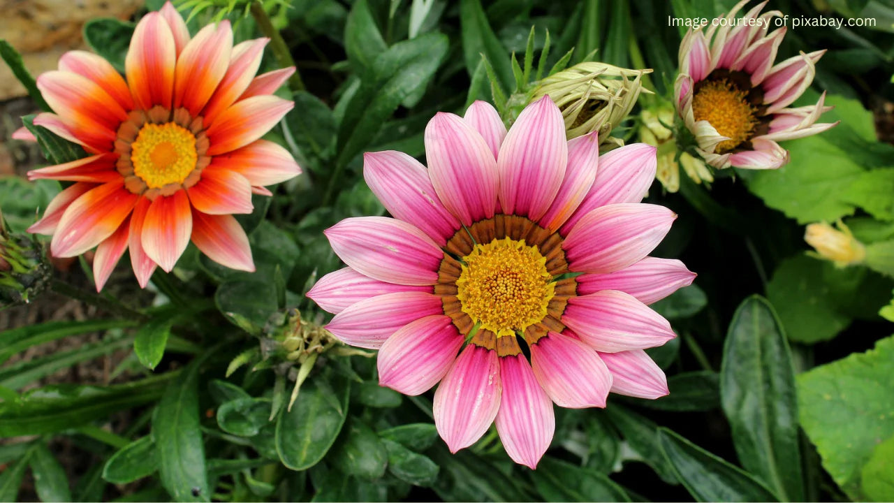 Light Pink Orange Gazania Flower Seeds for Planting Drought Tolerant Heirloom & GMO Free Seeds for Home Garden
 
 Sale