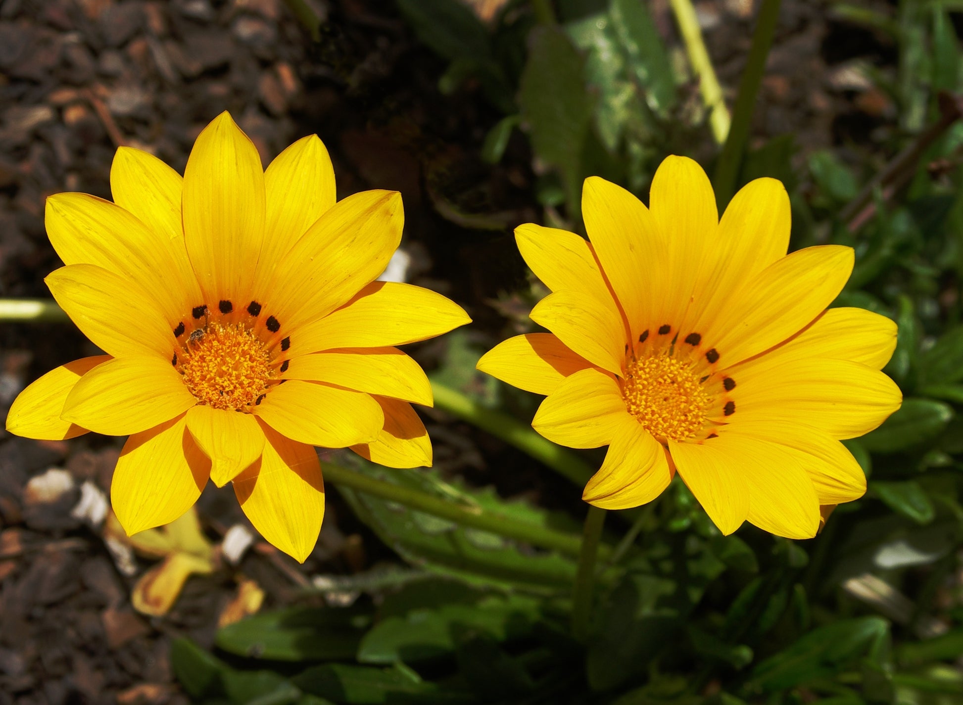 Yellow Gazania Flower seeds for Planting Long Bloom Season Heirloom & GMO Free Seeds for Home Garden
 
 Sale