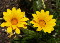 Yellow Gazania Flower seeds for Planting Long Bloom Season Heirloom & GMO Free Seeds for Home Garden
 
 Sale