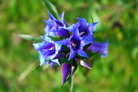 Gentiana Puberulenta Flower seeds for Planting Hardy Variety Heirloom & GMO Free Seeds for Home Garden