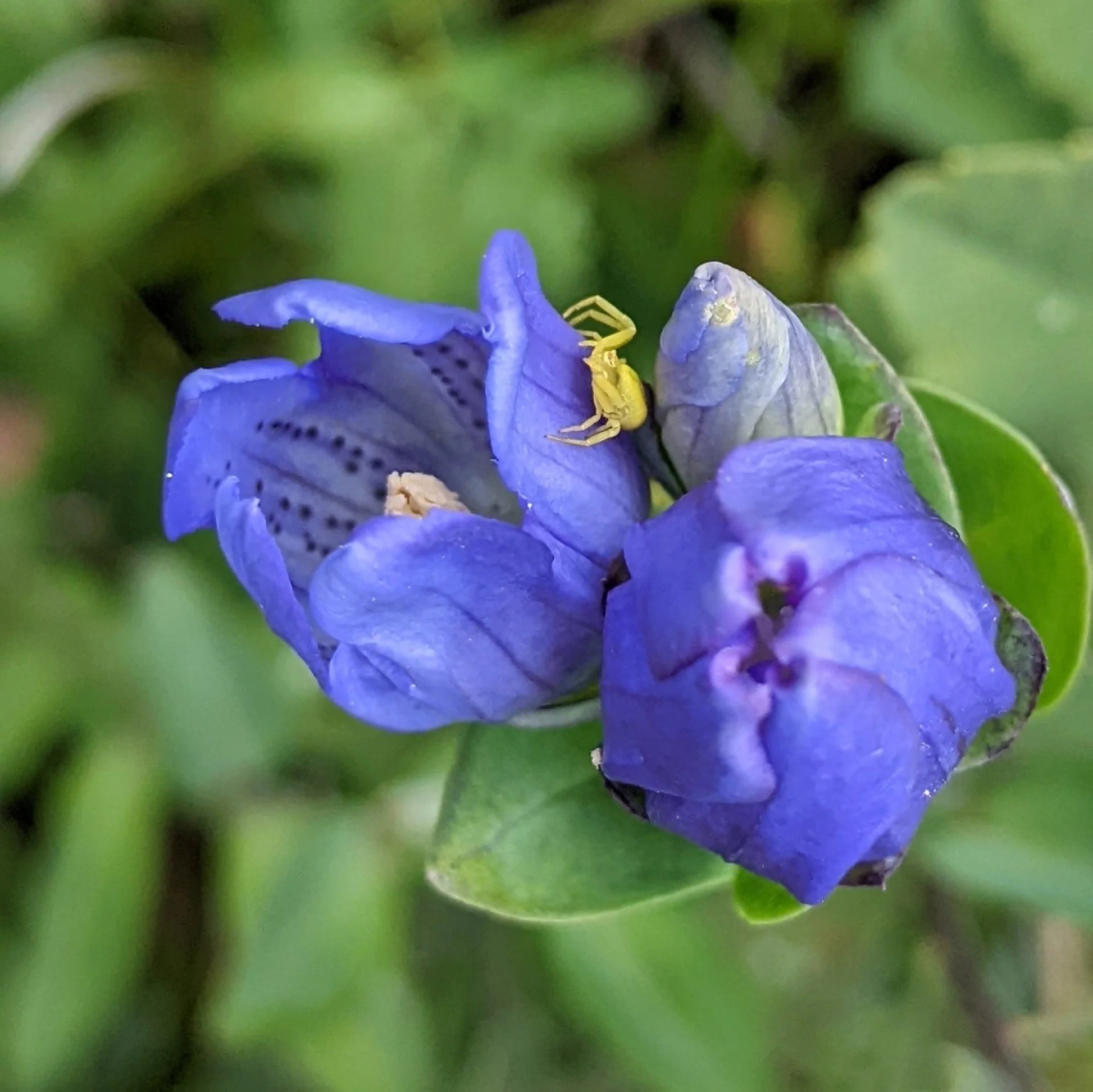 Blue Gentian Flower seeds for Planting - Fragrant Blossoms, Heirloom & GMO Free Seeds for Home Garden