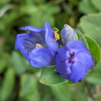 Blue Gentian Flower seeds for Planting - Fragrant Blossoms, Heirloom & GMO Free Seeds for Home Garden