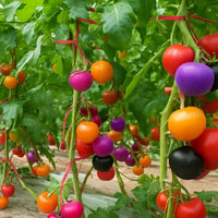 Mixed rainbow heirloom tomato seeds for planting with colorful tomato varieties.