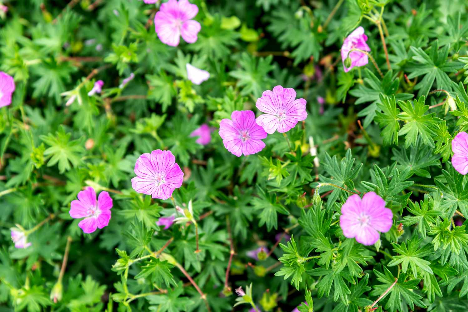 Pink Geranium sanguineum flowering along a sunny garden border.
