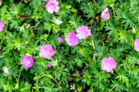 Pink Geranium sanguineum flowering along a sunny garden border.
