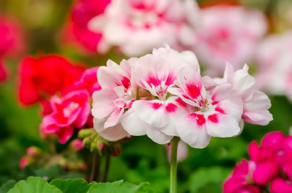 Geranium Pale Pink Flower seeds for Planting - Low Maintenance, Heirloom & GMO Free Seeds for Home Garden