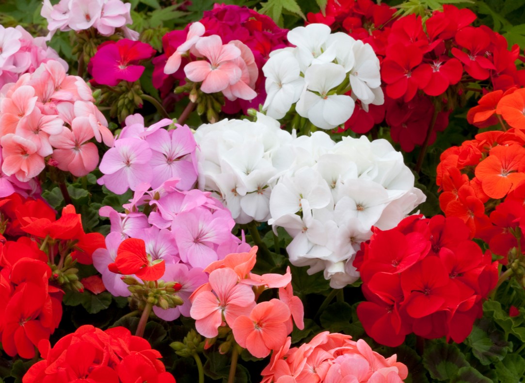 Mixed Geranium Seeds for Vibrant Garden Flowers