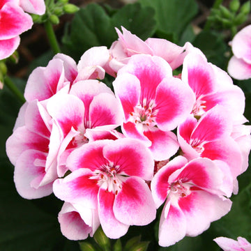 Geranium Flower seeds for Planting - Wildflower Mix, Heirloom & GMO Free Seeds for Home Garden