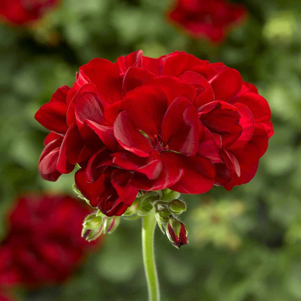 Geraniums Deep Red Flower seeds for Planting - Fragrant Blossoms, Heirloom & GMO Free Seeds for Home Garden
