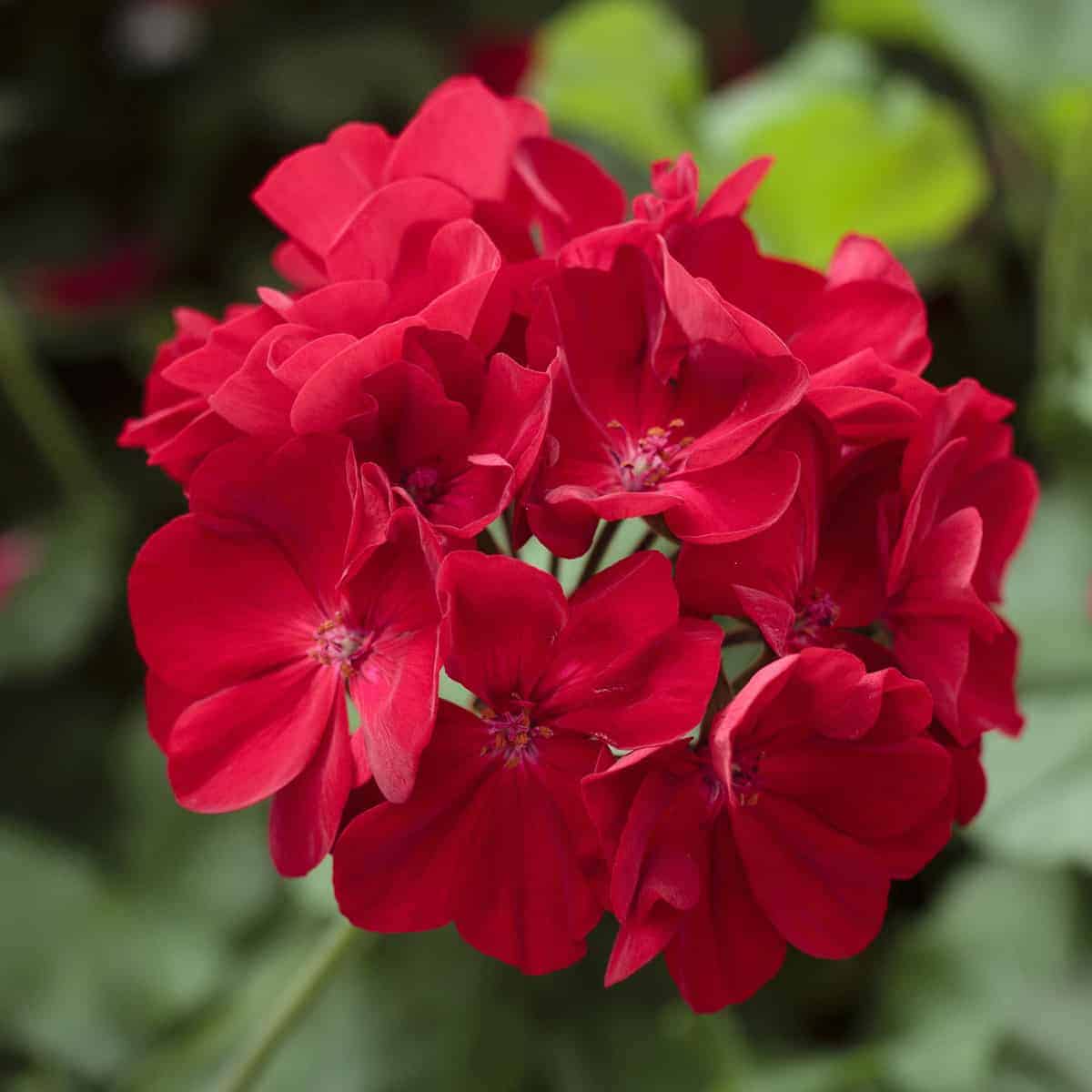 Red Geranium Flower seeds for Planting Premium Quality Heirloom & GMO Free Seeds for Home Garden
 
 Sale