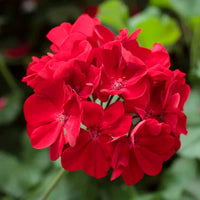 Red Geranium Flower seeds for Planting Premium Quality Heirloom & GMO Free Seeds for Home Garden
 
 Sale