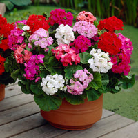 Geranium Flower seeds for Planting - Low Maintenance, Heirloom & GMO Free Seeds for Home Garden
