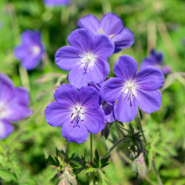 Blue Geranium Seeds for Planting - Beautiful Perennial Blooms