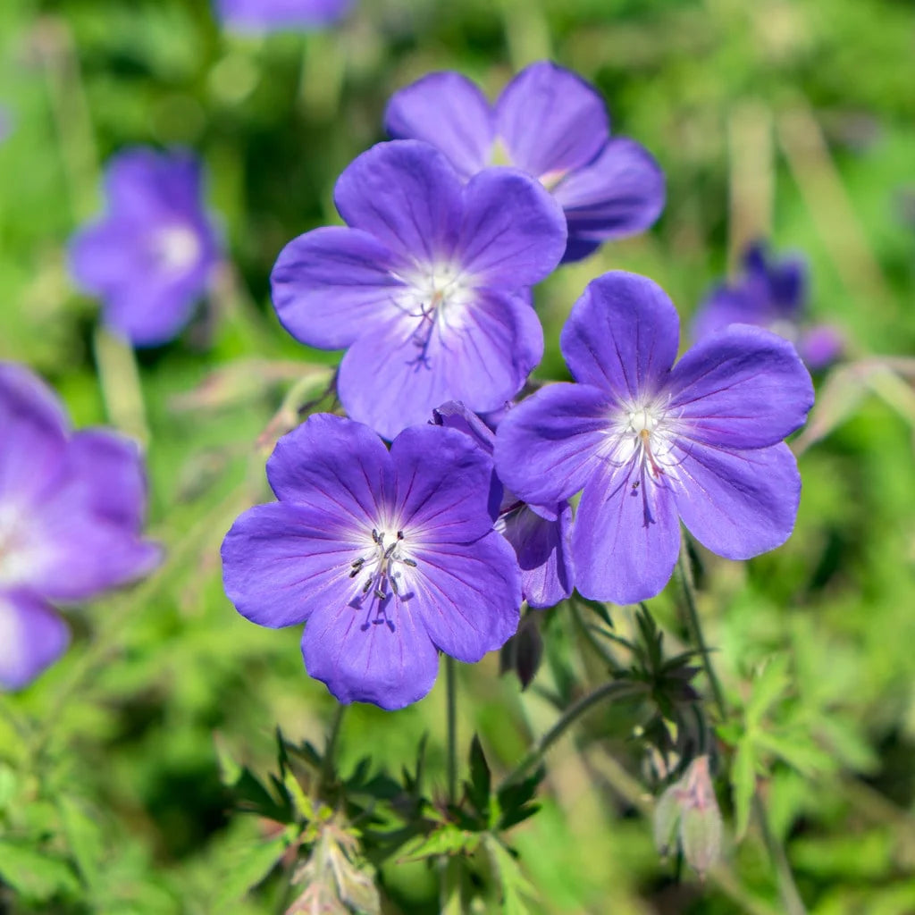 Blue Geraniums Flower seeds for Planting - Easy to Grow, Heirloom & GMO Free Seeds for Home Garden