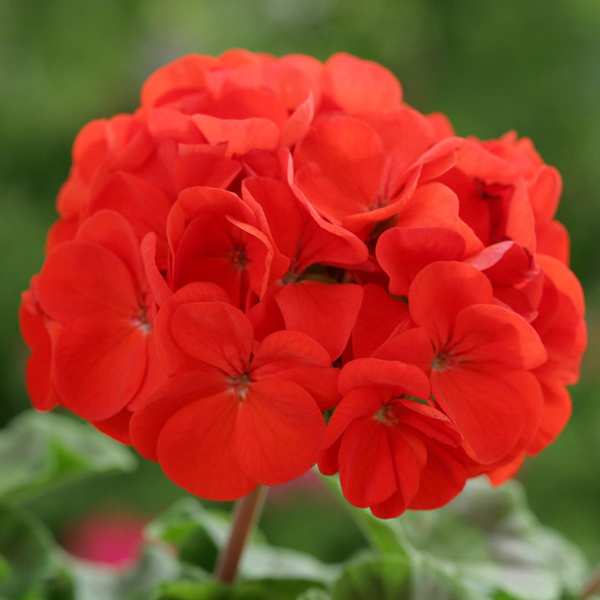Deep Red Geranium Flower seeds for Planting - Bright Blooms, Heirloom & GMO Free Seeds for Home Garden