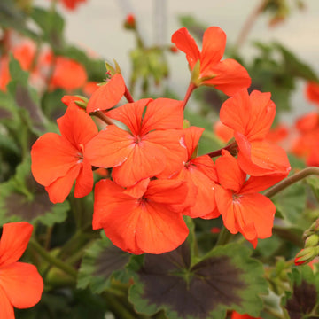 Climbing Geranium Flower Seeds - Vibrant Orange for Planting | Enhance Your Garden with Beautiful Seeds