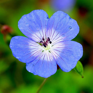 Blue Geraniums Flower seeds for Planting - Cottage Garden Essential, Heirloom & GMO Free Seeds for Home Garden