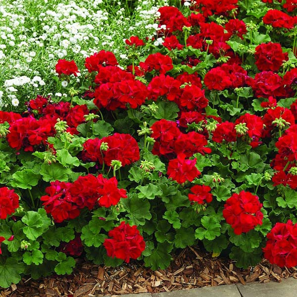 Geraniums Red Flower seeds for Planting - Long Bloom Season, Heirloom & GMO Free Seeds for Home Garden
 
 Sale seeds for planting in home garden