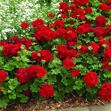 Red & Orange Geranium Flower seeds for Planting - Shade Tolerant, Heirloom & GMO Free Seeds for Home Garden