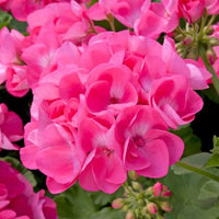 Pink Geranium Flower seeds for Planting - Garden Favorite, Heirloom & GMO Free Seeds for Home Garden