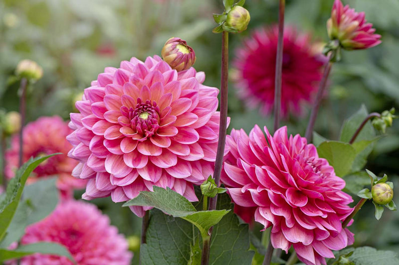 Perennial Dahlia tubers prepared for planting in a home garden