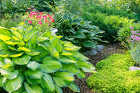 Mixed Hosta bulbs for shade garden planting