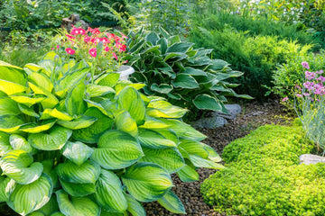 Mixed Hosta bulbs for shade garden planting