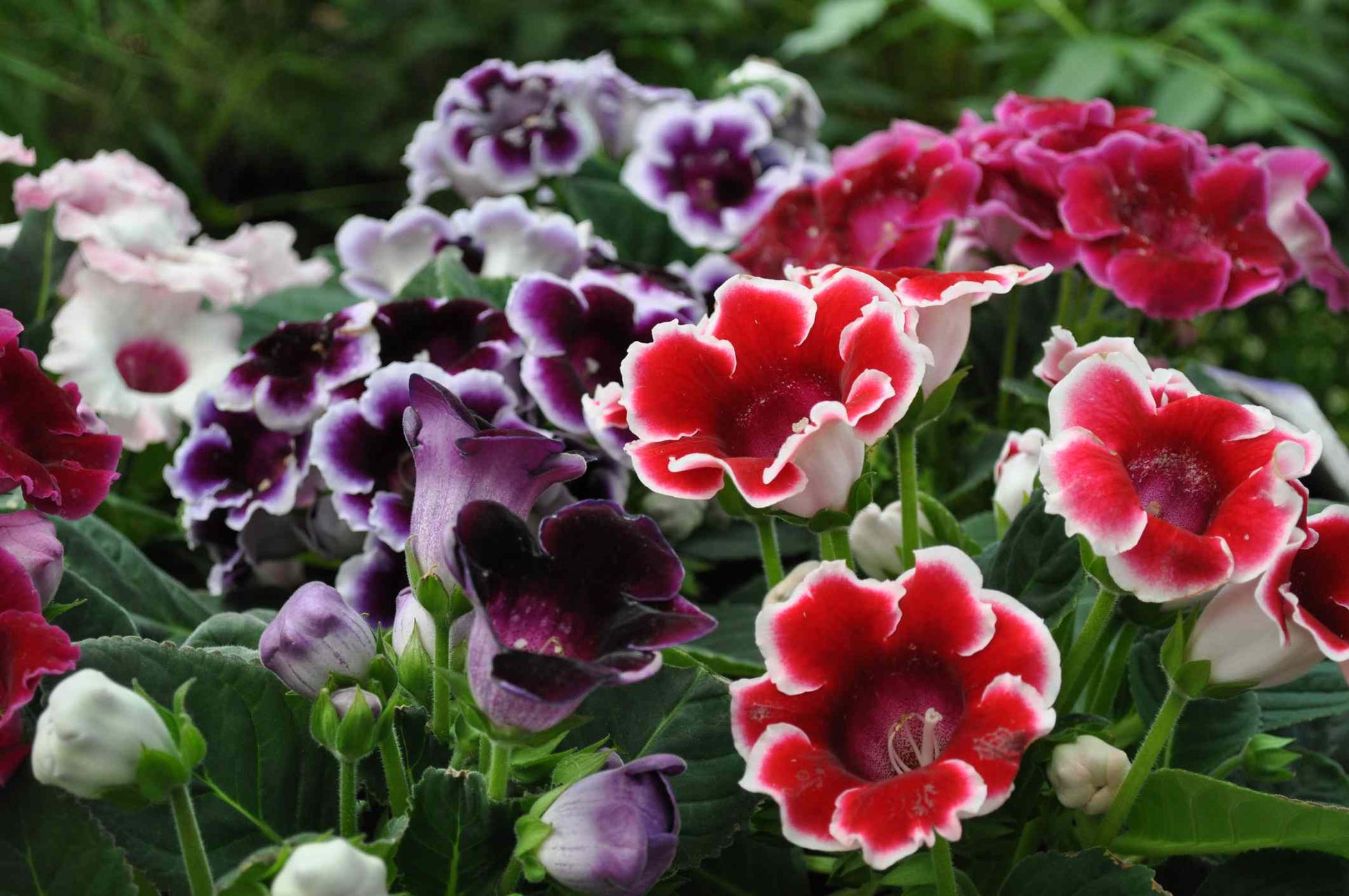 Gloxinia Flower seeds for Planting Perfect for Borders Heirloom & GMO Free Seeds for Home Garden