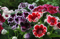 Gloxinia Red and Purple Flower seeds for Planting - Bright Blooms, Heirloom & GMO Free Seeds for Home Garden