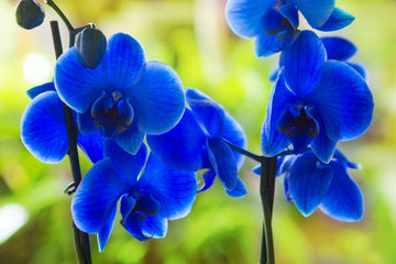 Blue Phalaenopsis Flower Seeds for Planting