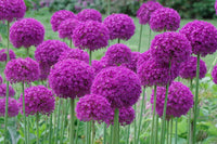 Mixed Allium bulbs for planting in a garden