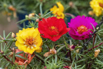 Moss Rose Tequila Mix Portulaca Seeds for Bright and Resilient Blooms