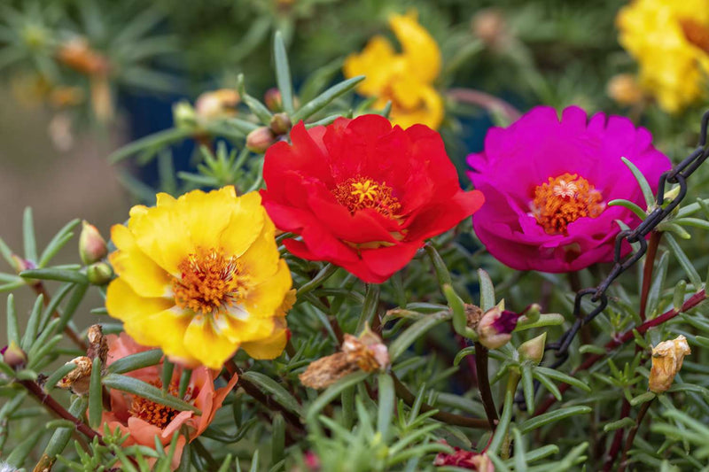 Moss Rose Tequila Mix Portulaca Seeds for Bright and Resilient Blooms